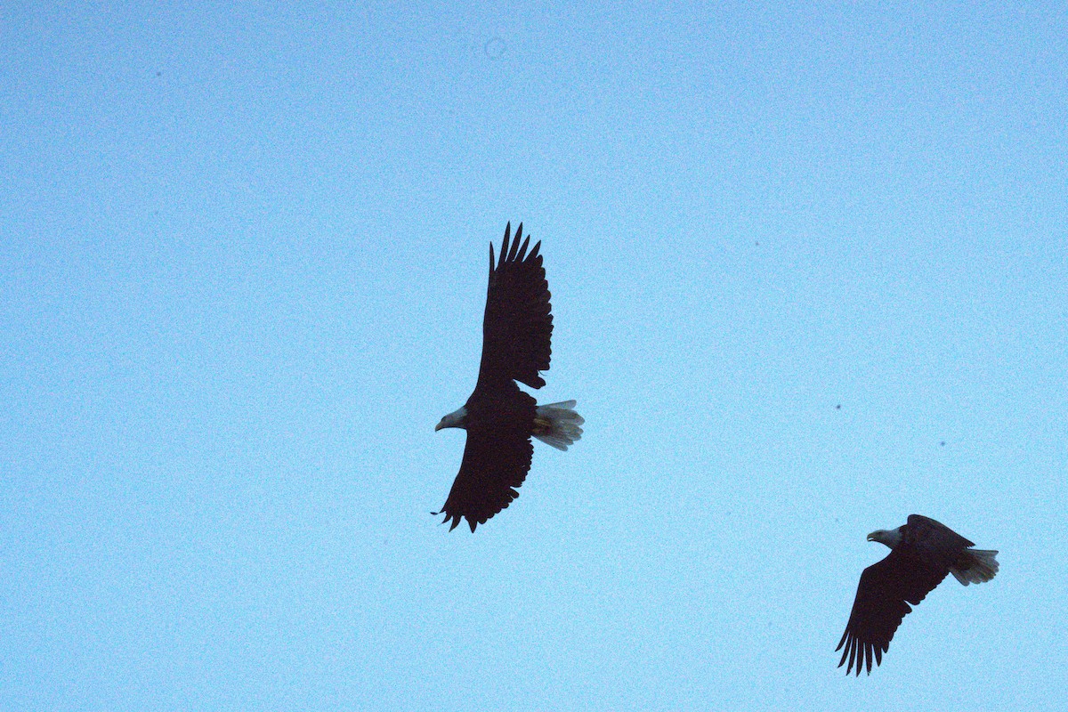 Bald Eagle - ML642779447