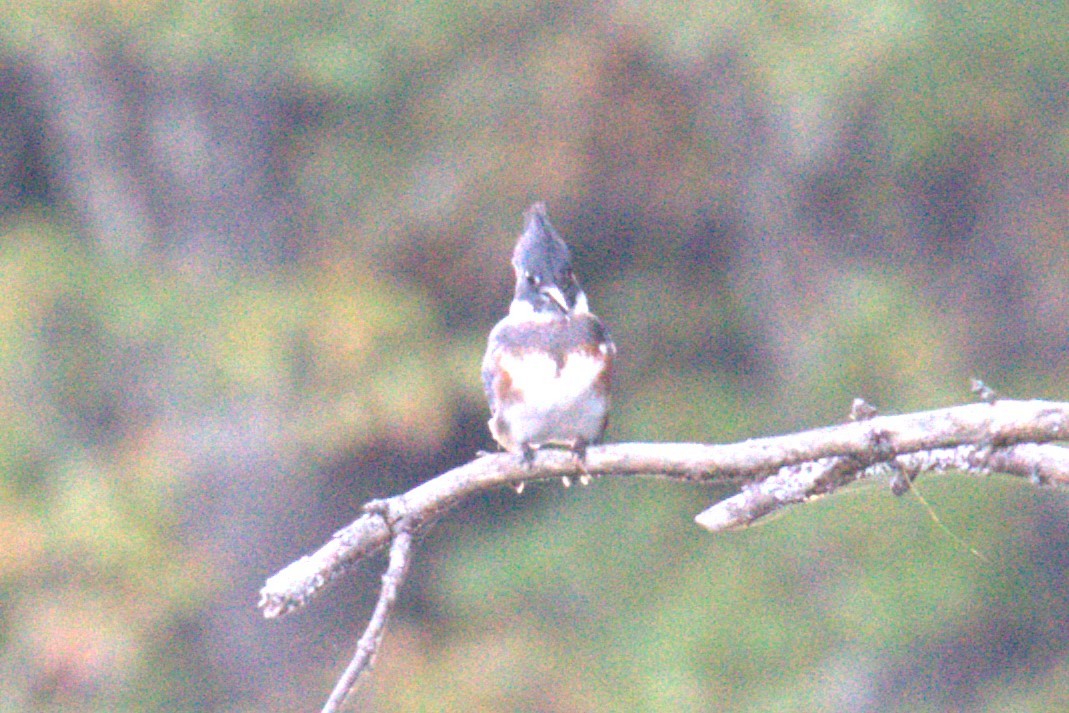 Belted Kingfisher - ML642779458