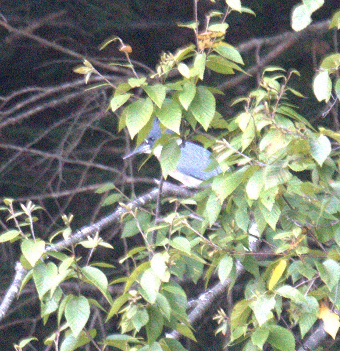 Belted Kingfisher - ML642779459