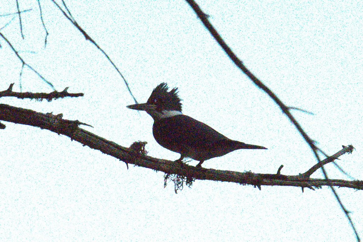 Belted Kingfisher - ML642779460