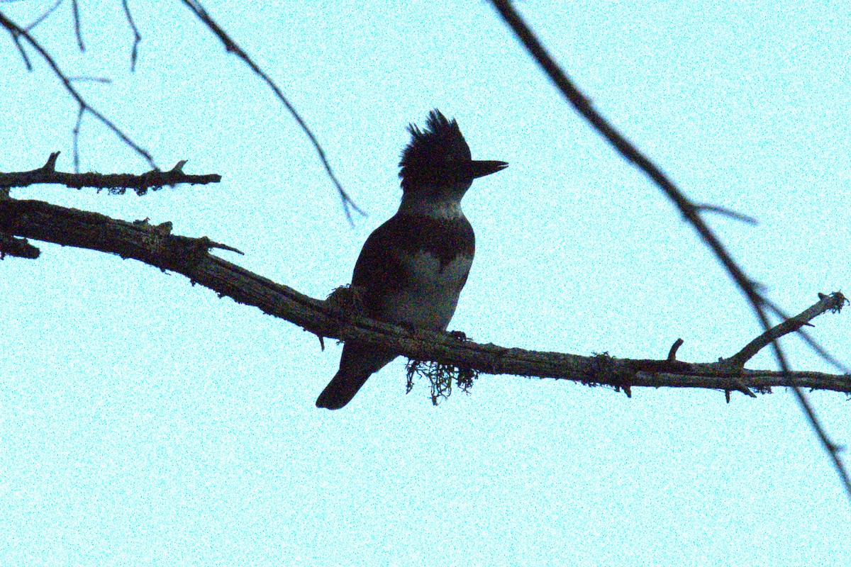 Belted Kingfisher - ML642779461