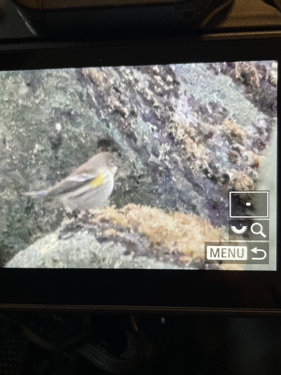 Yellow-rumped Warbler - ML642779465