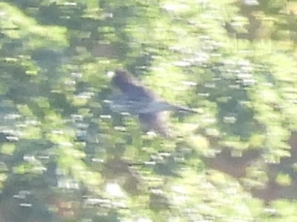 Sharp-shinned/Cooper's Hawk - ML642779486
