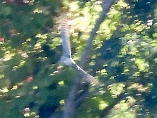 Sharp-shinned/Cooper's Hawk - ML642779489