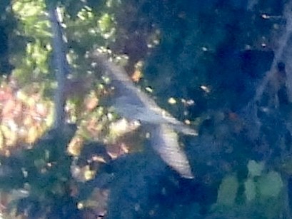 Sharp-shinned/Cooper's Hawk - ML642779490