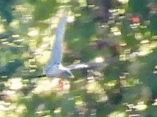 Sharp-shinned/Cooper's Hawk - ML642779492