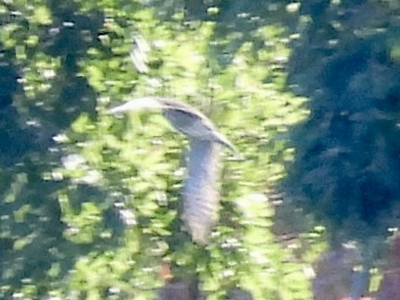 Sharp-shinned/Cooper's Hawk - ML642779493