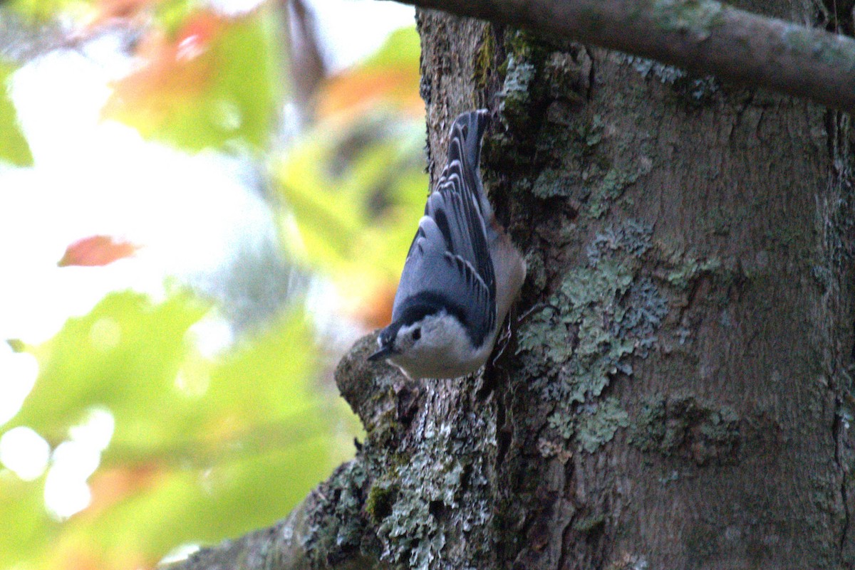 White-breasted Nuthatch - ML642779499
