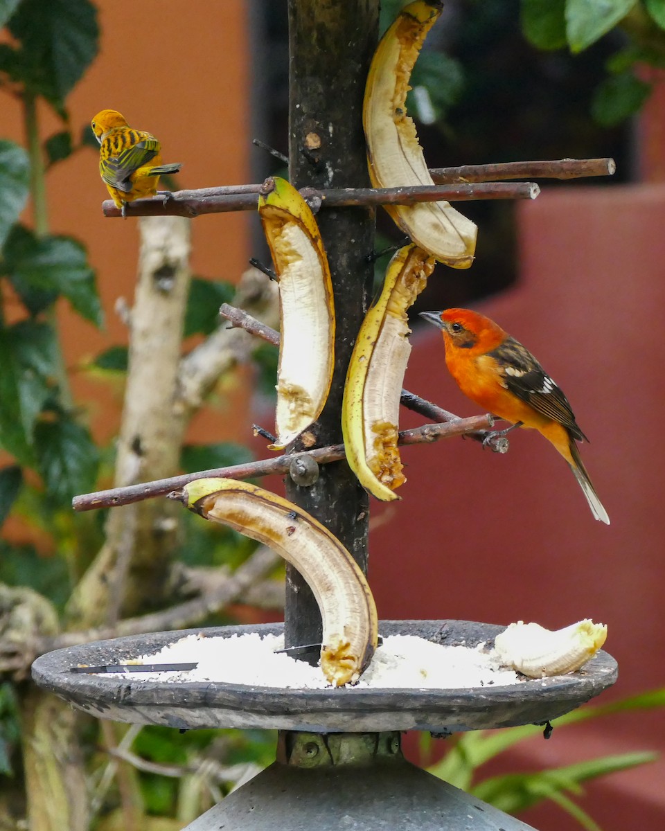 Flame-colored Tanager - ML642779519
