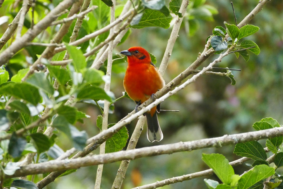 Flame-colored Tanager - ML642779525