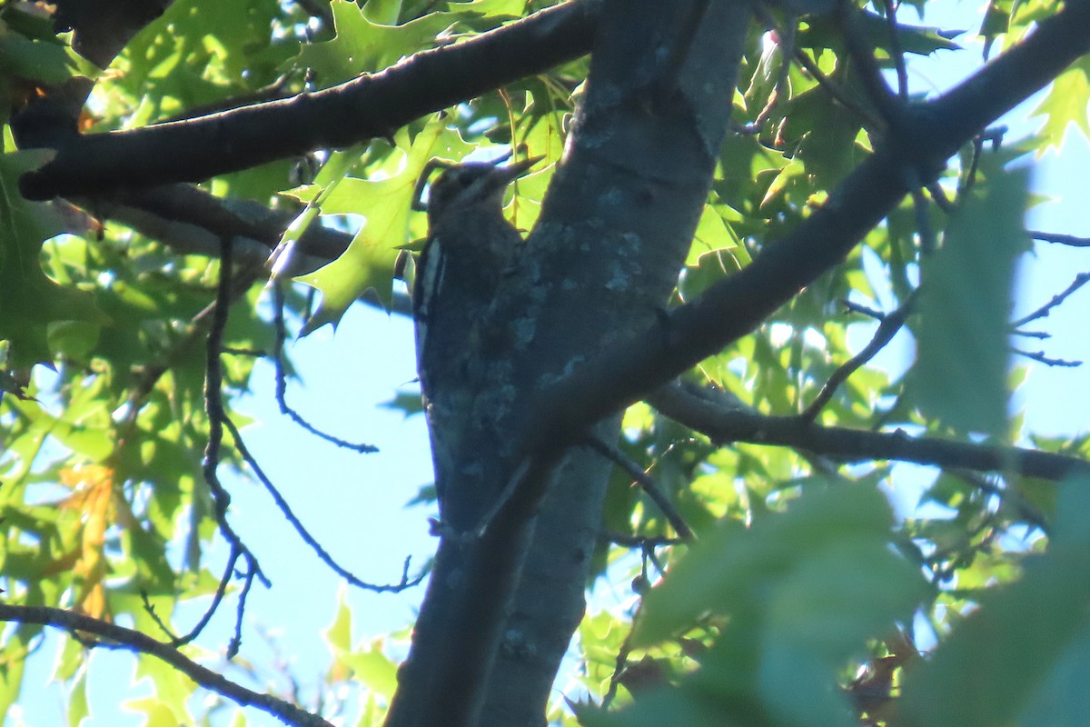 Yellow-bellied Sapsucker - ML642779537