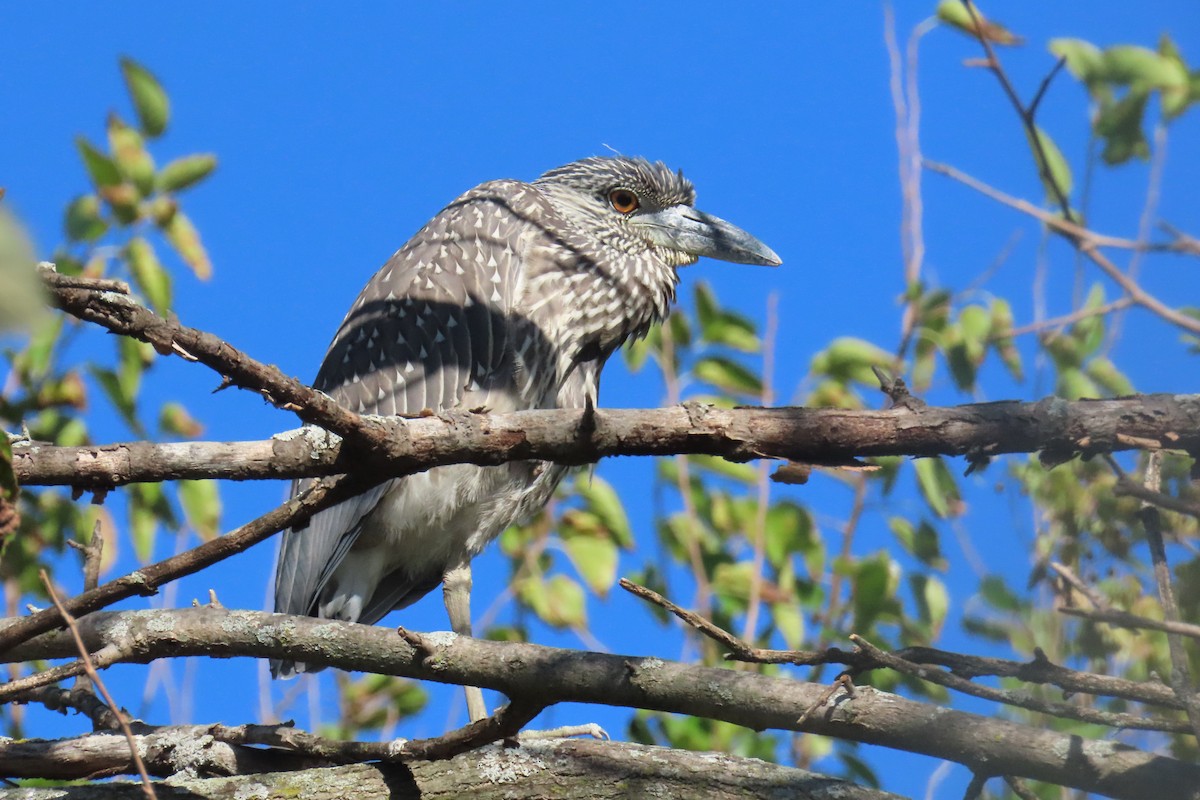 Yellow-crowned Night Heron - ML642779540