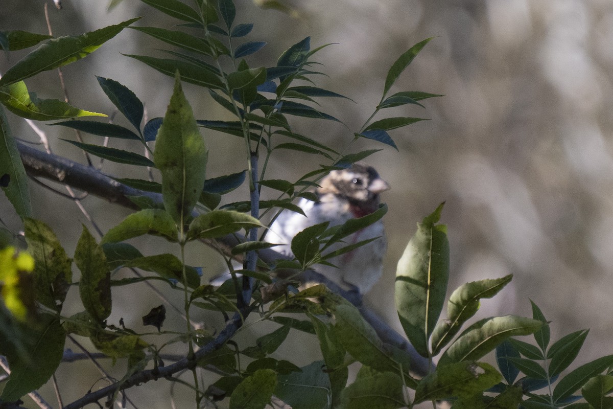 Rose-breasted Grosbeak - ML642779547