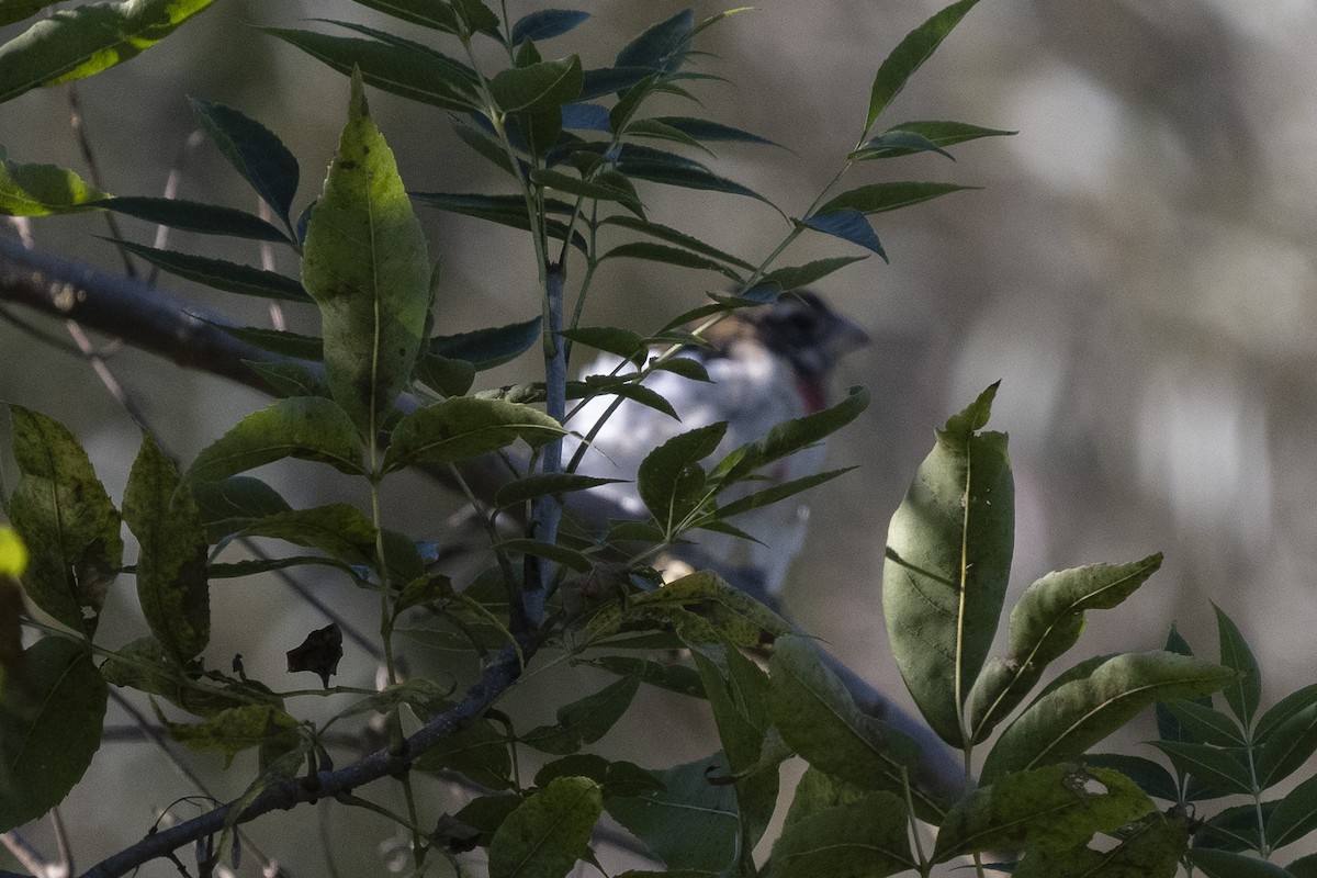 Rose-breasted Grosbeak - ML642779548