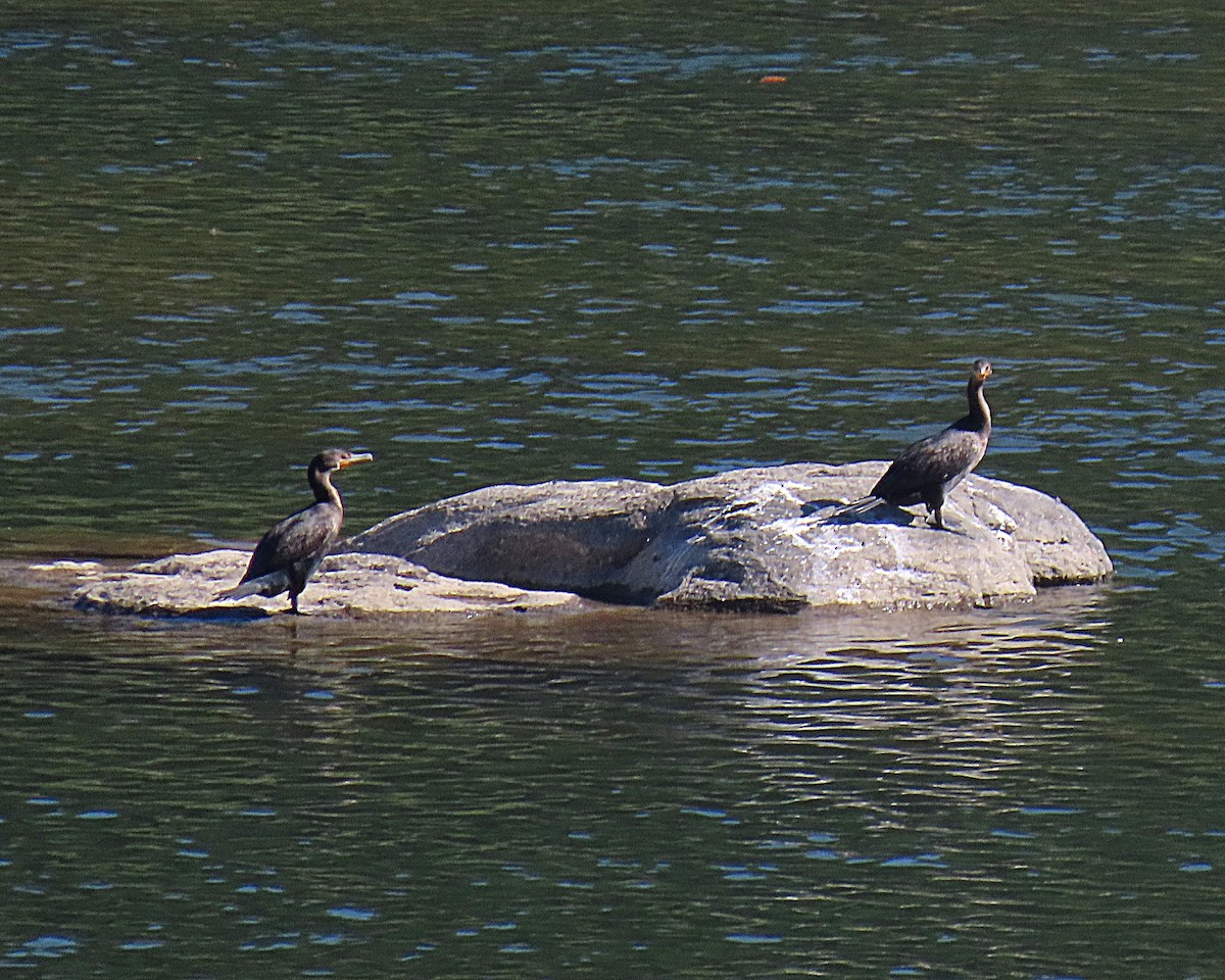 Double-crested Cormorant - ML642779549