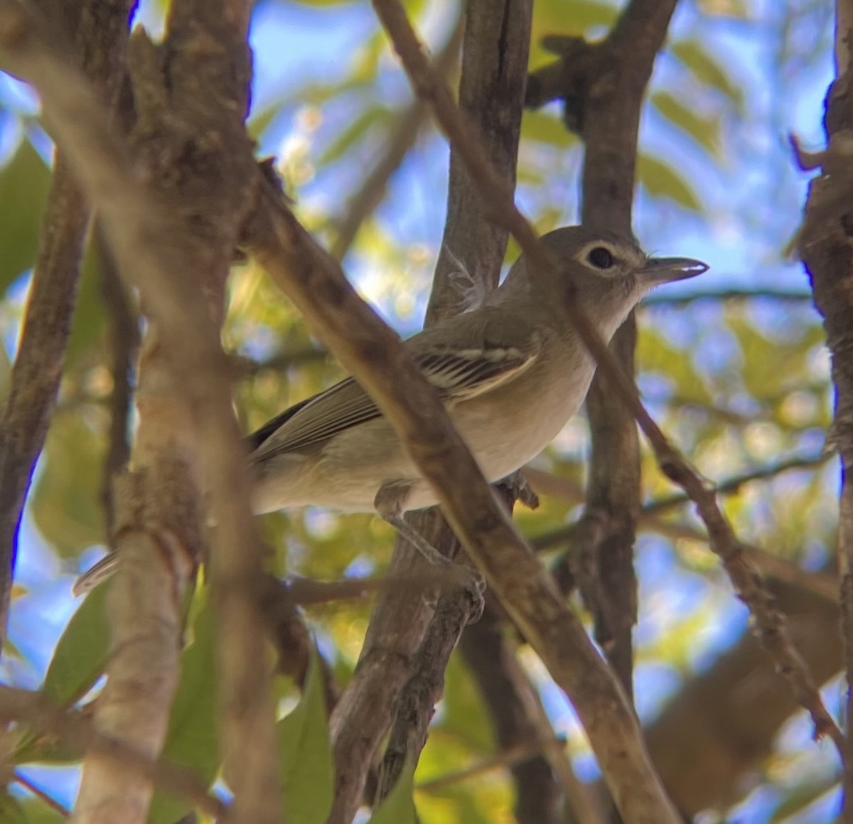 Cassin's Vireo - ML642779551