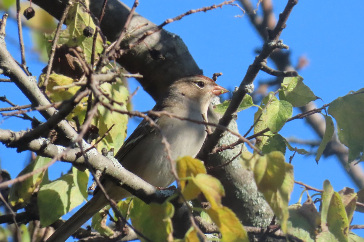 White-crowned Sparrow - ML642779552