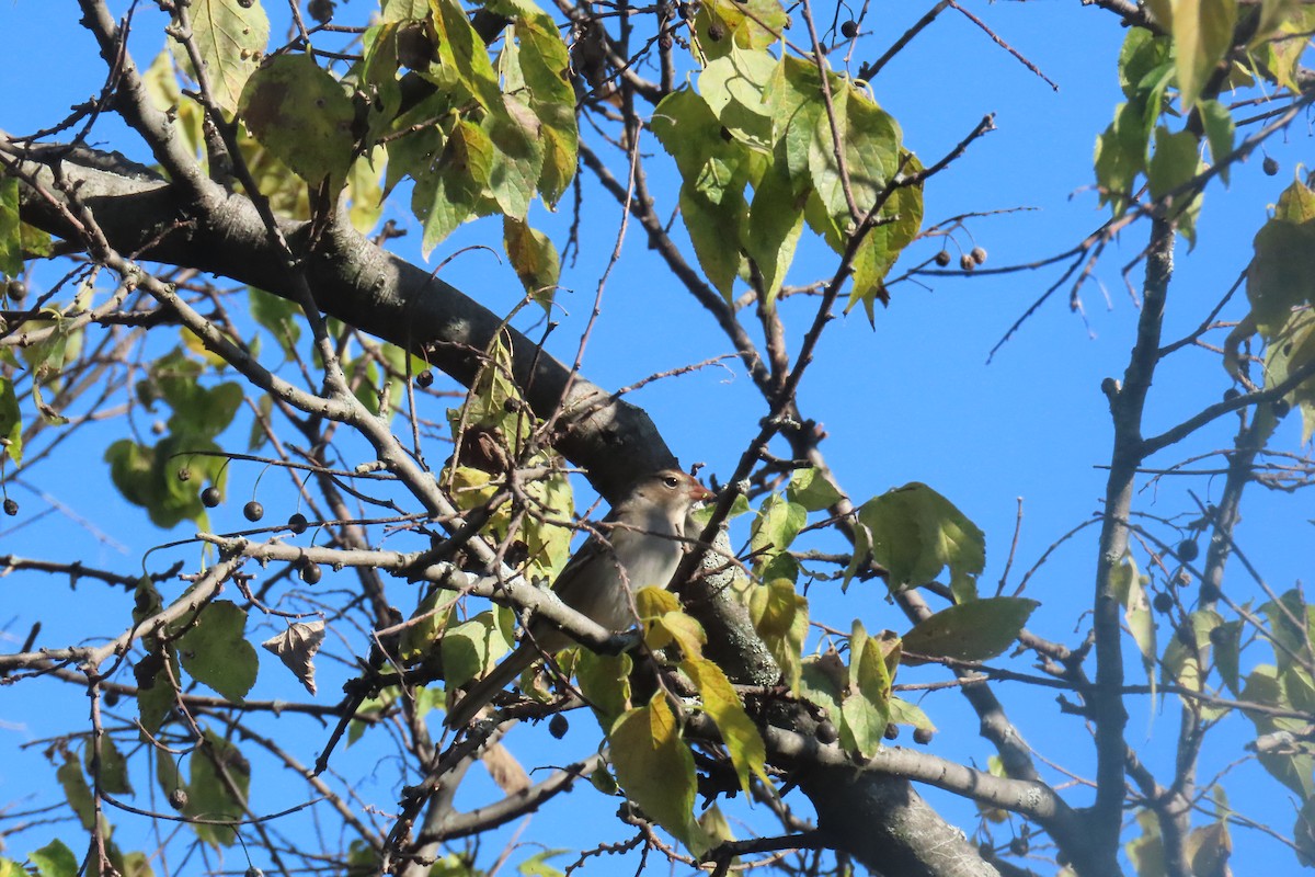 White-crowned Sparrow - ML642779553