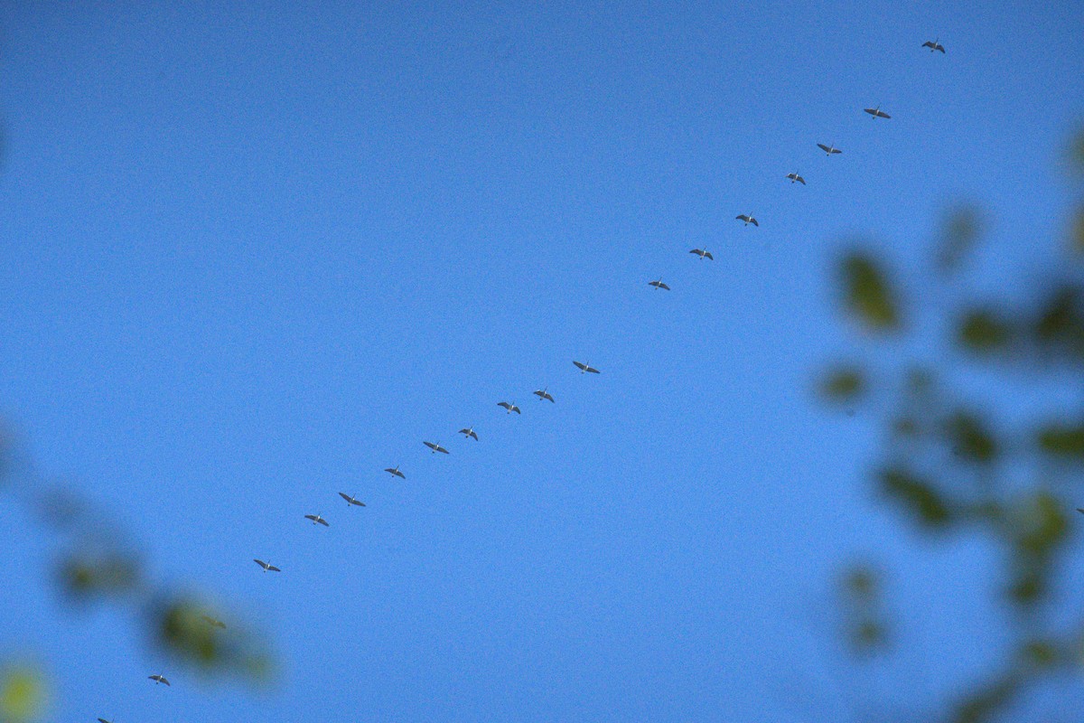 Canada Goose - ML642779556