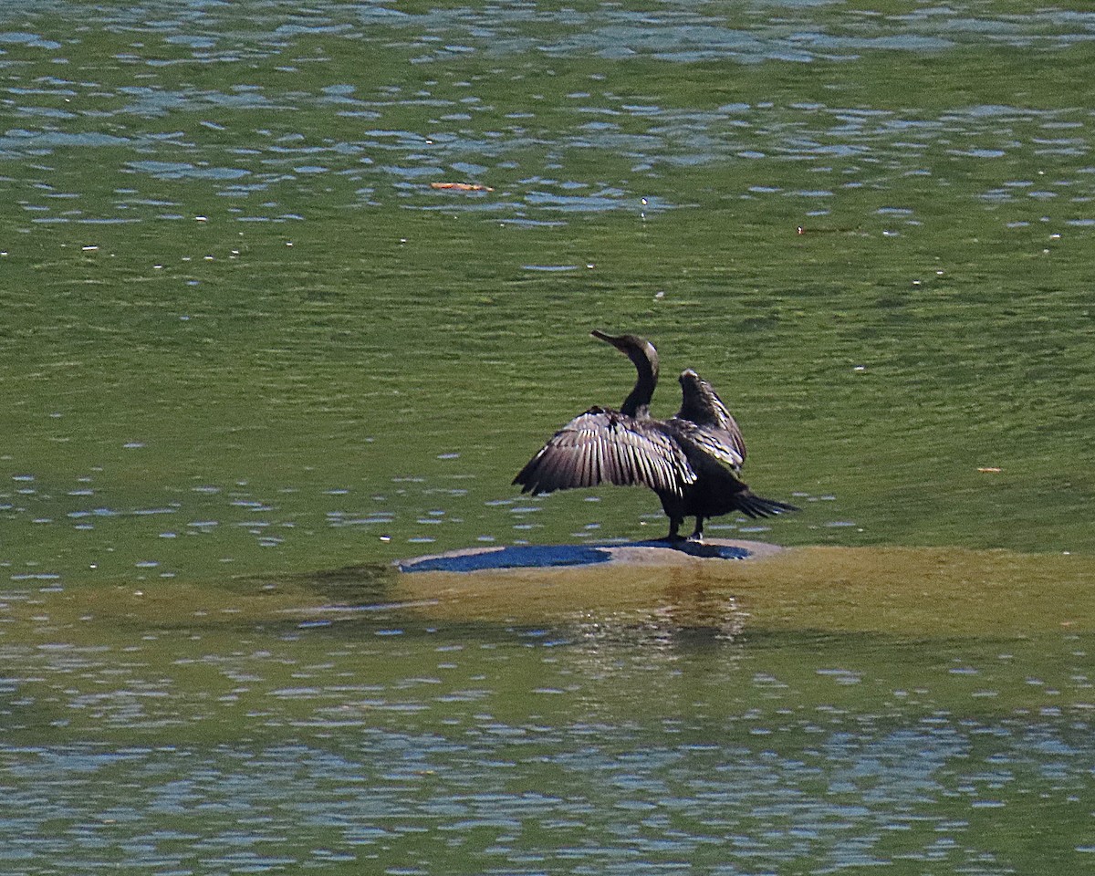 Double-crested Cormorant - ML642779560
