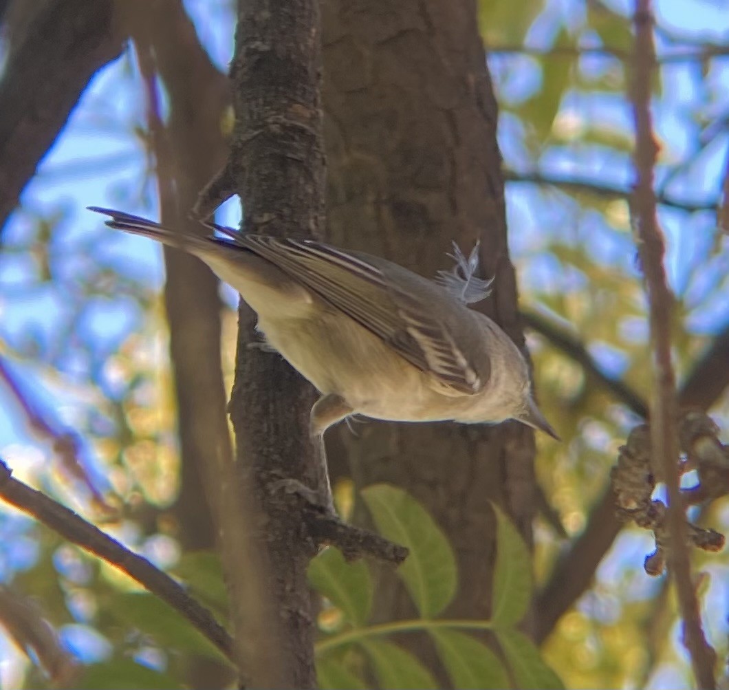 Cassin's Vireo - ML642779564