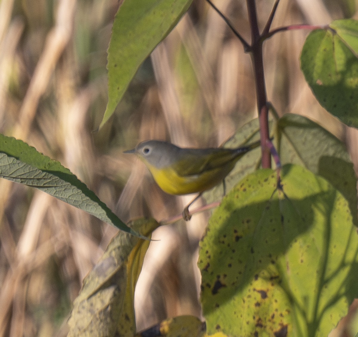 Nashville Warbler - ML642779569