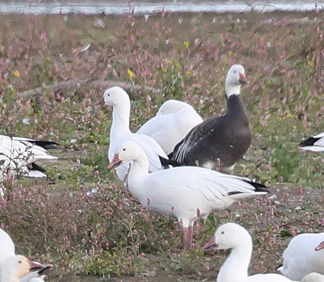 Snow x Ross's Goose (hybrid) - ML642779572