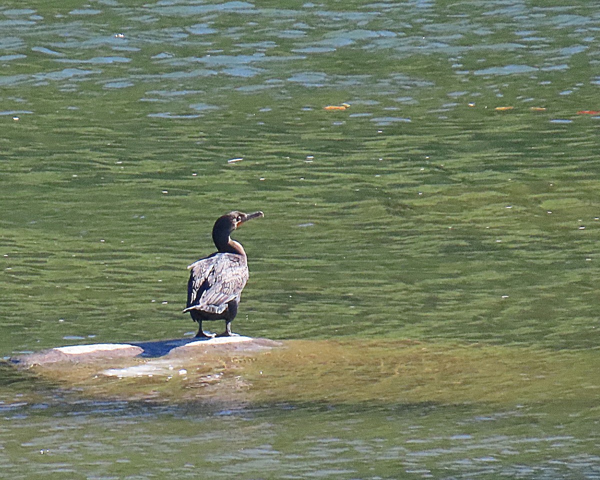 Double-crested Cormorant - ML642779575