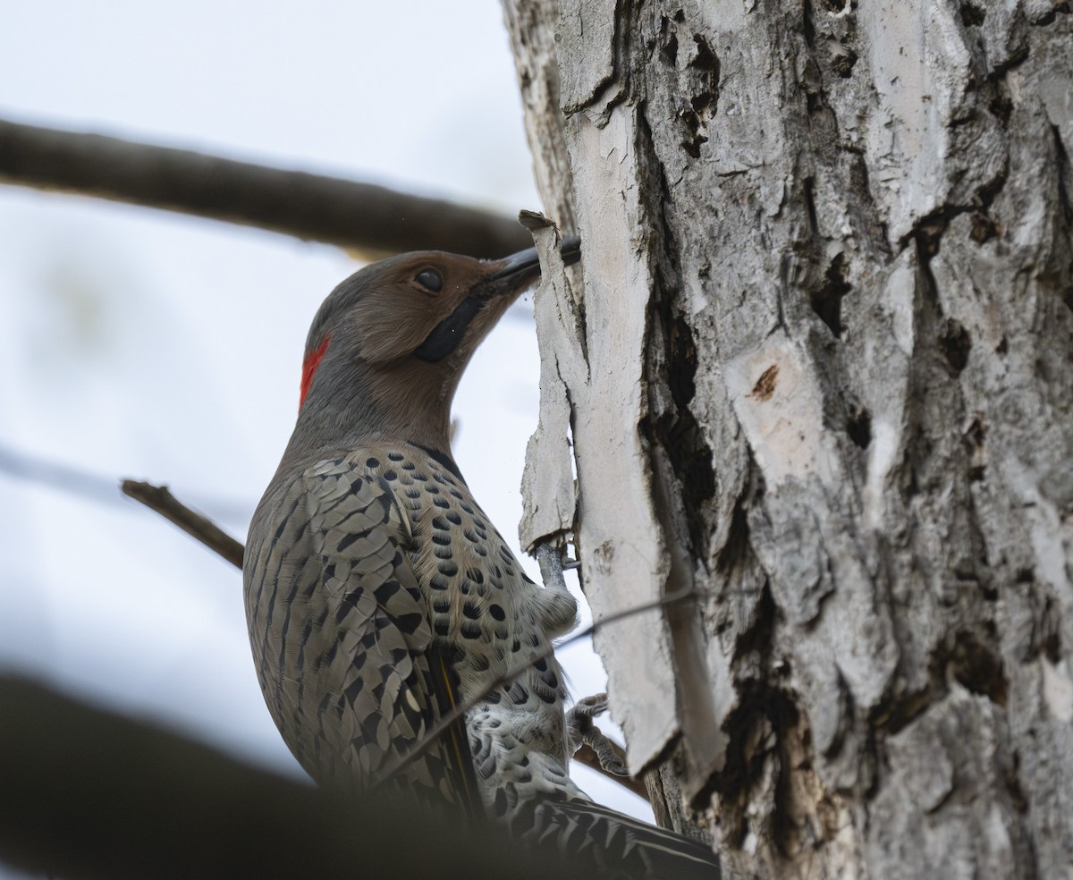 Northern Flicker - ML642779577