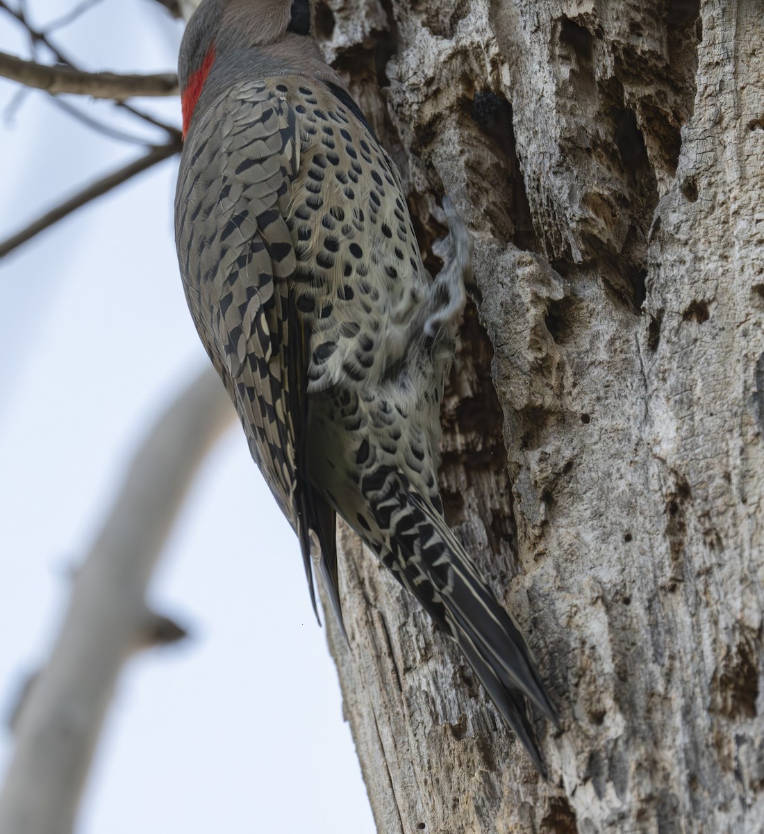 Northern Flicker - ML642779578