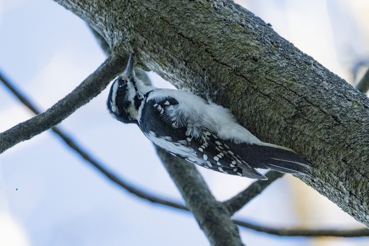 Hairy Woodpecker - ML642779583