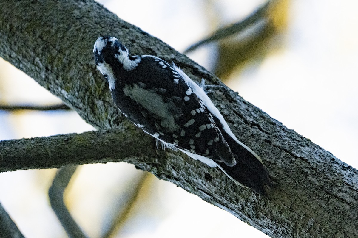 Hairy Woodpecker - ML642779584