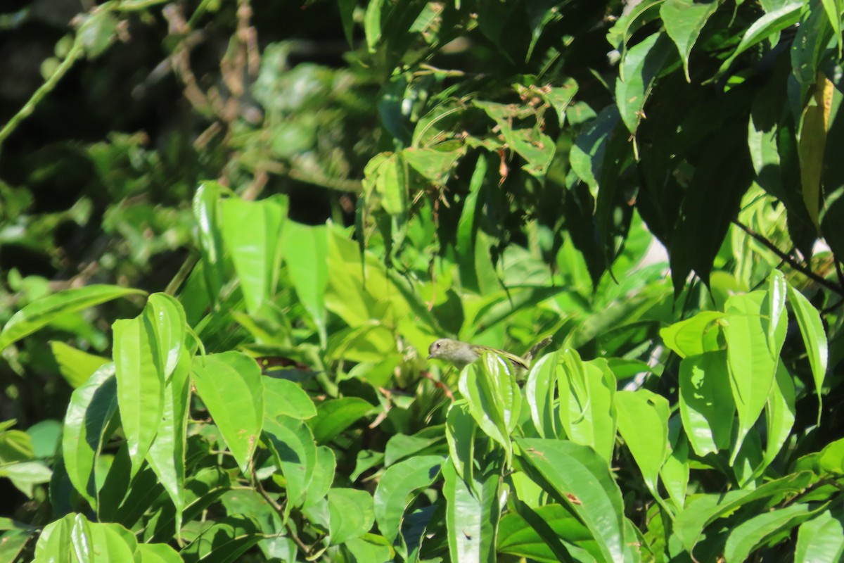 Mistletoe Tyrannulet - ML642779594