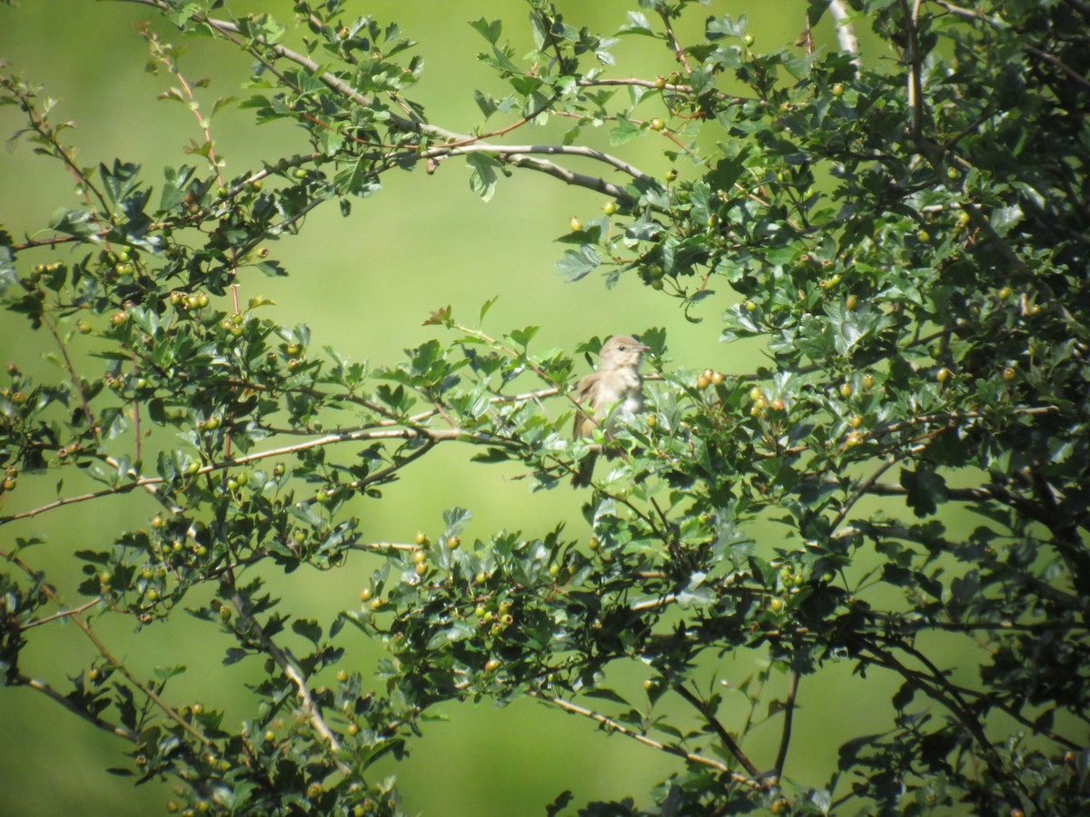 Garden Warbler - ML642779597
