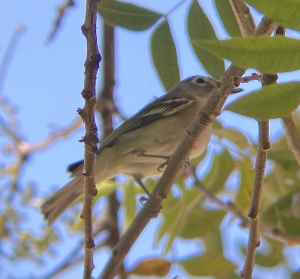 Cassin's Vireo - ML642779599
