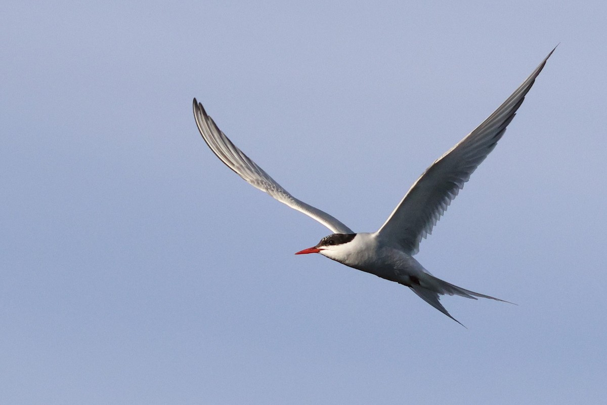 Arctic Tern - ML642779606