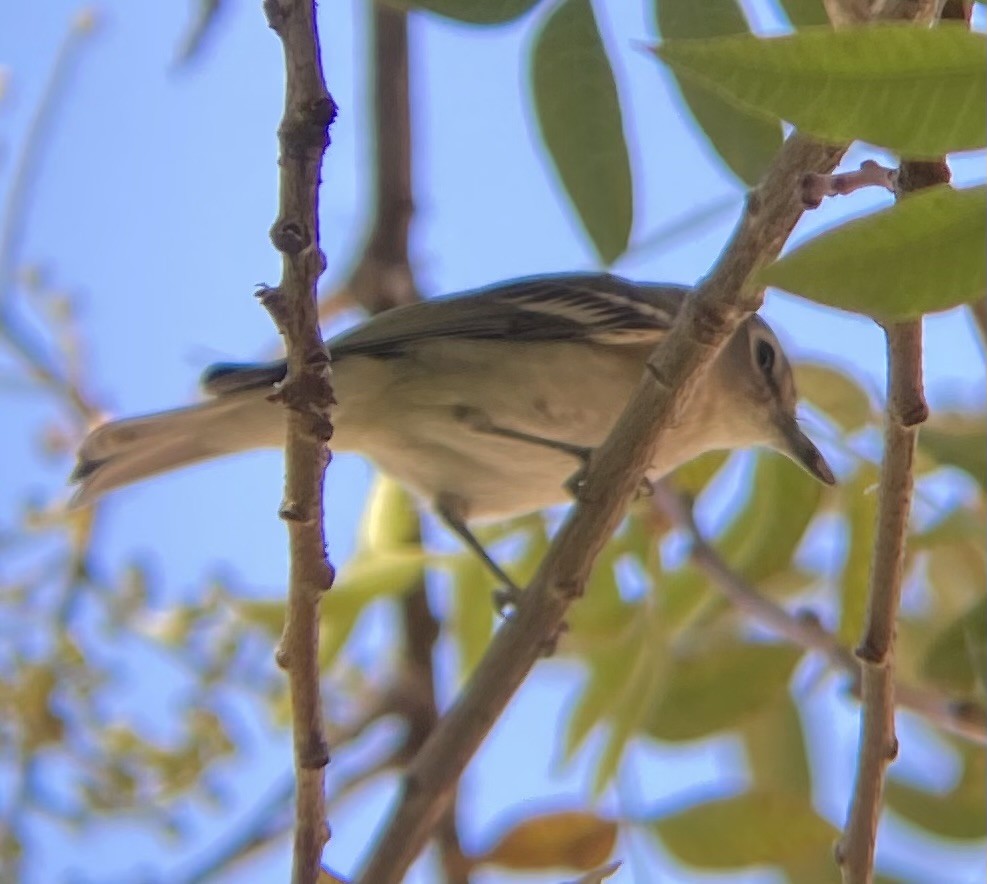 Cassin's Vireo - ML642779607