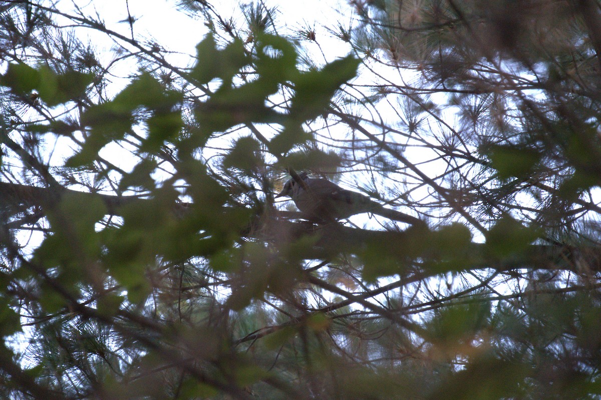 Blue Jay - ML642779619