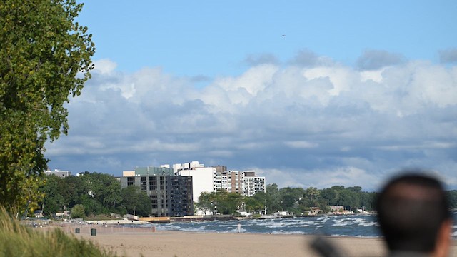Эгэл шонхор - ML642779635