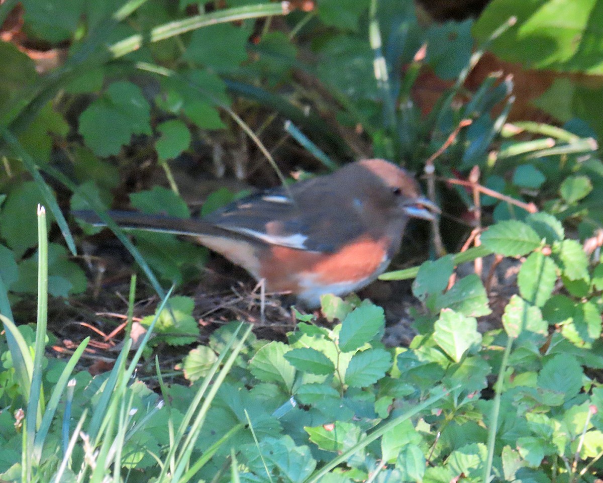 Eastern Towhee - ML642779636