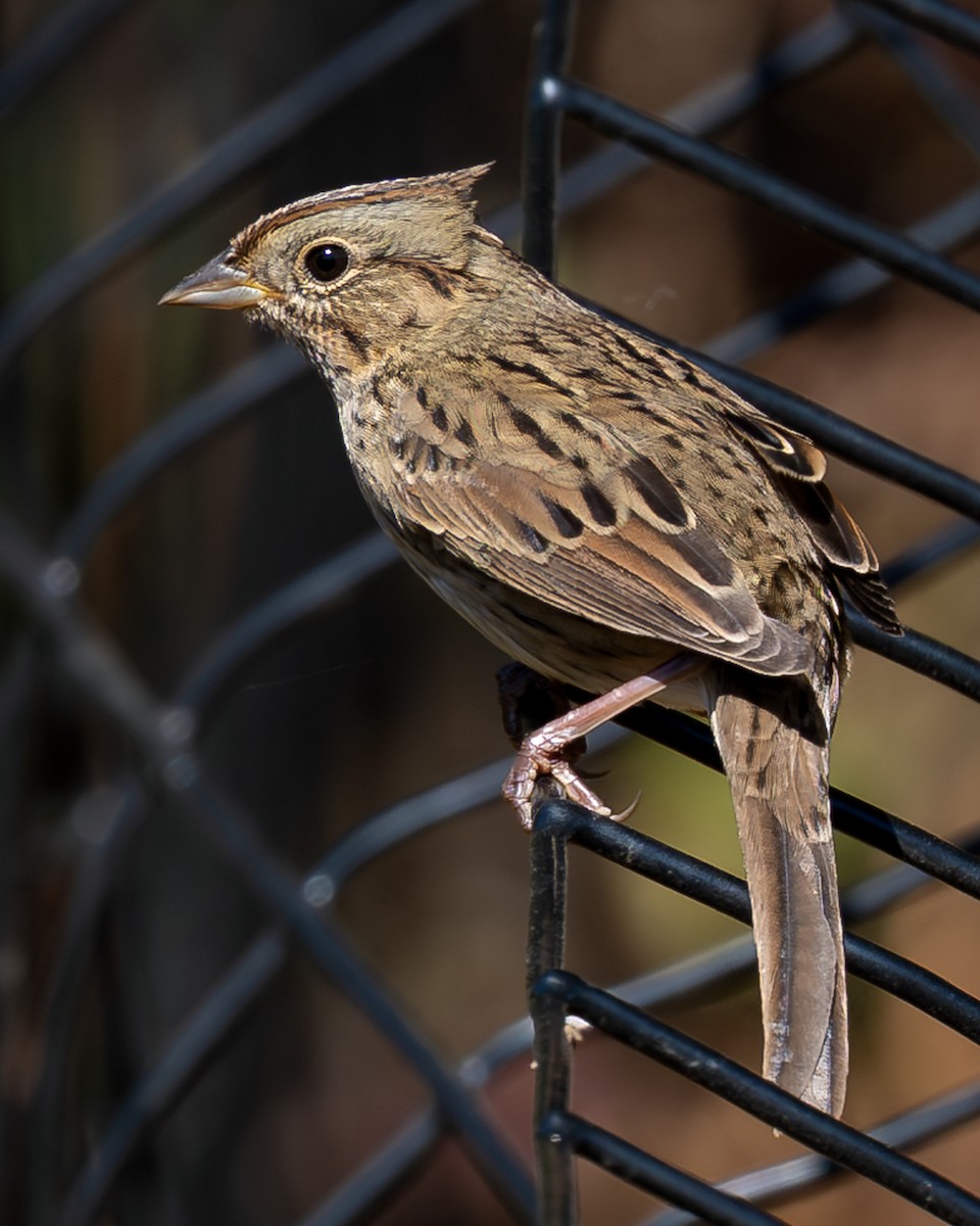 Lincoln's Sparrow - ML642779653
