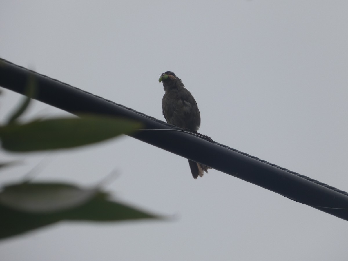 White-crowned Sparrow (nuttalli) - ML642779681