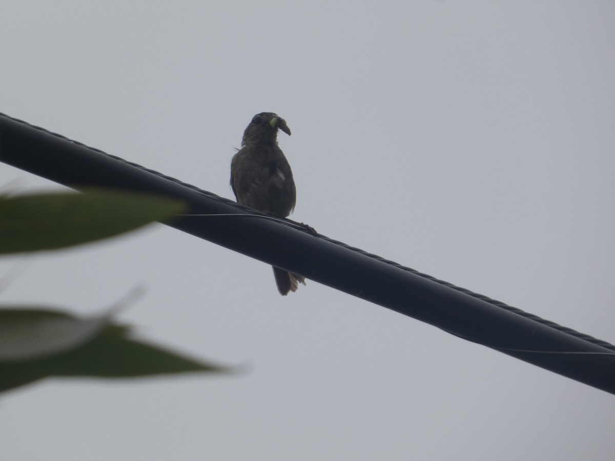 White-crowned Sparrow (nuttalli) - ML642779684