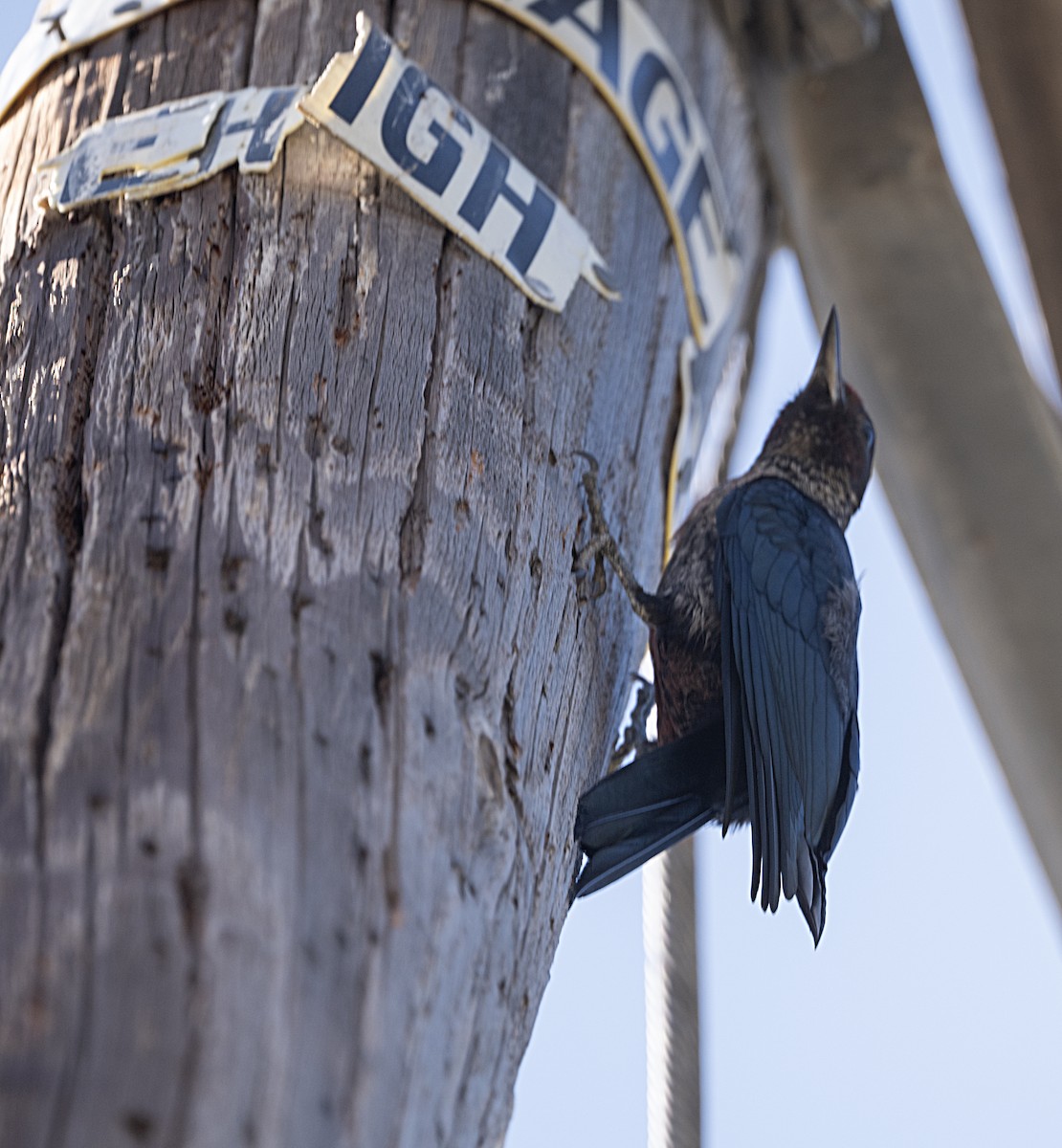 Lewis's Woodpecker - ML642779703