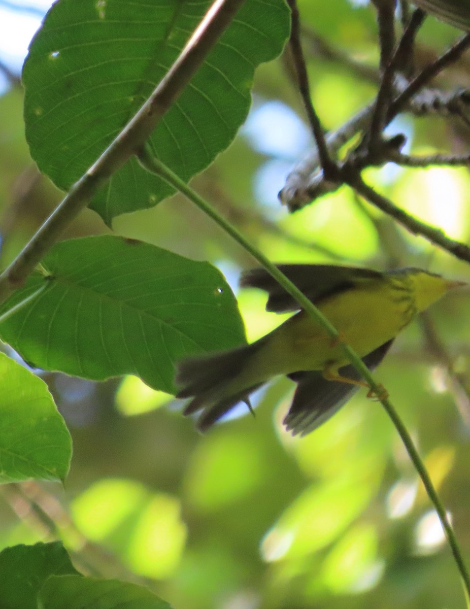 Canada Warbler - ML642779720