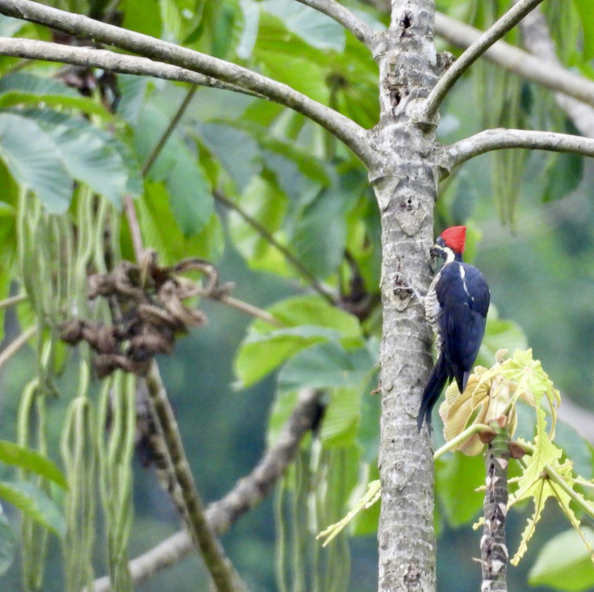 Lineated Woodpecker - ML642779724