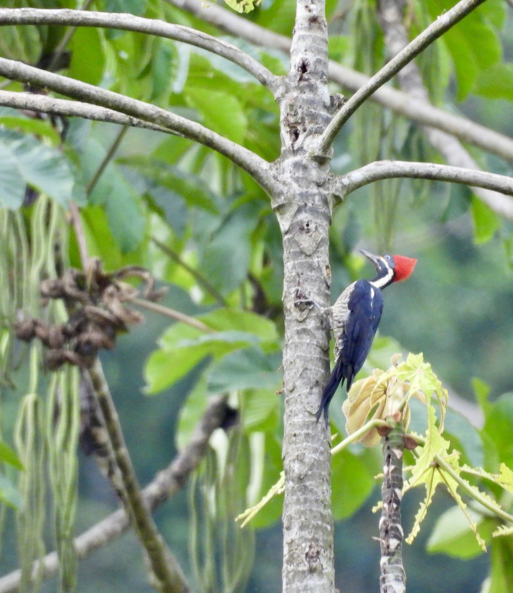 Lineated Woodpecker - ML642779725