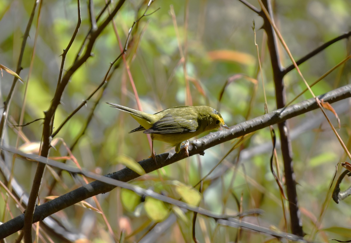 Wilson's Warbler - ML642779727