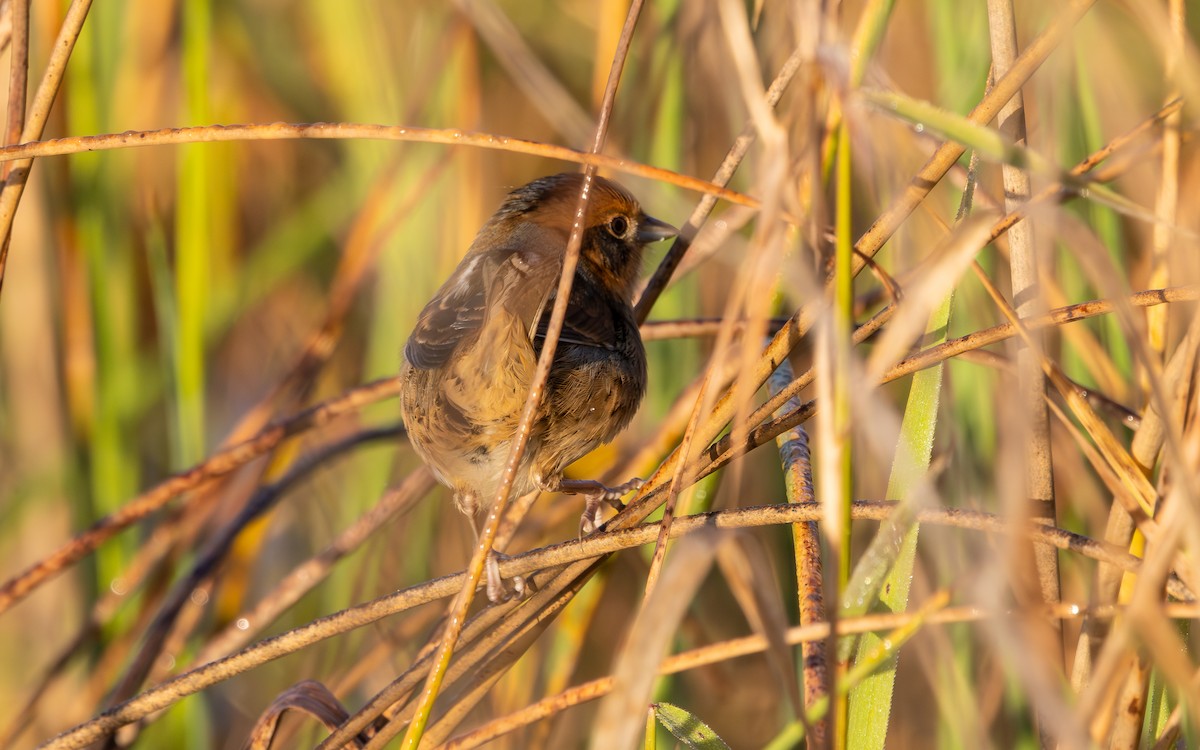 Nelson's Sparrow (Interior) - ML642779731