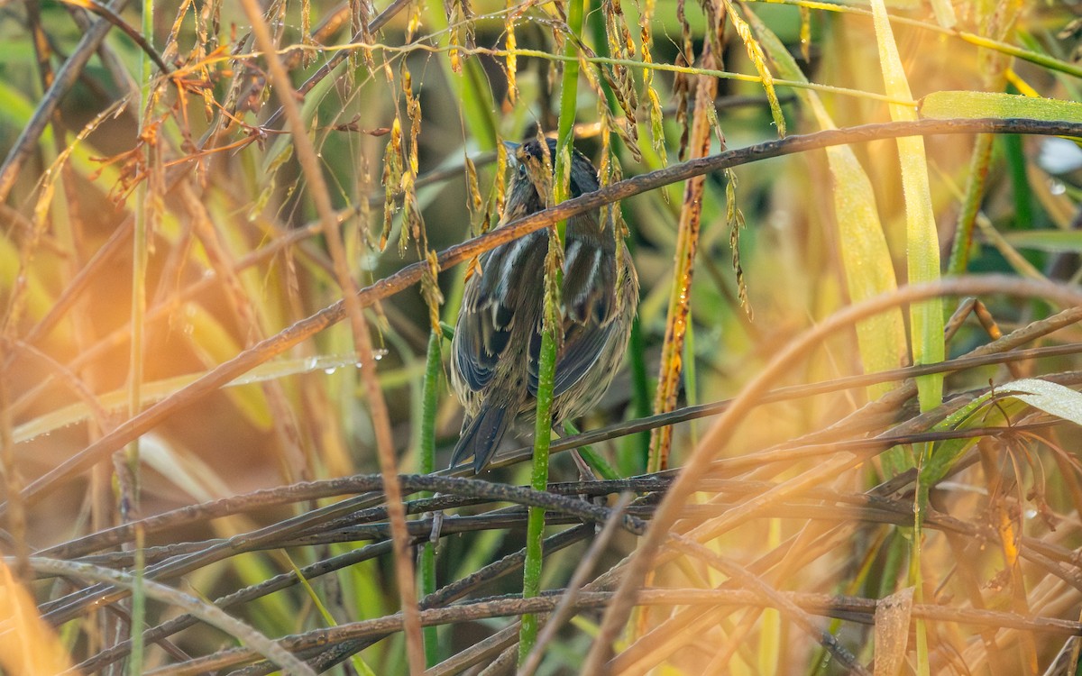 Nelson's Sparrow (Interior) - ML642779732